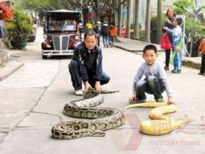 東莞遛蛇哥父子倆當街遛蟒蛇寵物引人圍觀