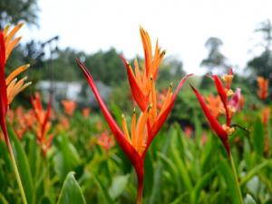 天堂鳥花與家居風(fēng)格的搭配-天堂鳥花的風(fēng)水學(xué)應(yīng)用