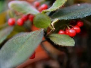 虎舌紅與家居風(fēng)格的搭配-虎舌紅的風(fēng)水學(xué)應(yīng)用