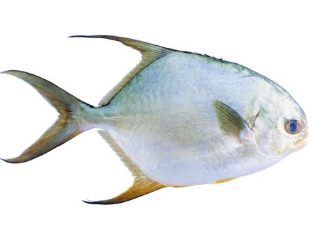 鯧魚(yú)的營(yíng)養(yǎng)價(jià)值-鯧魚(yú)的食療功效