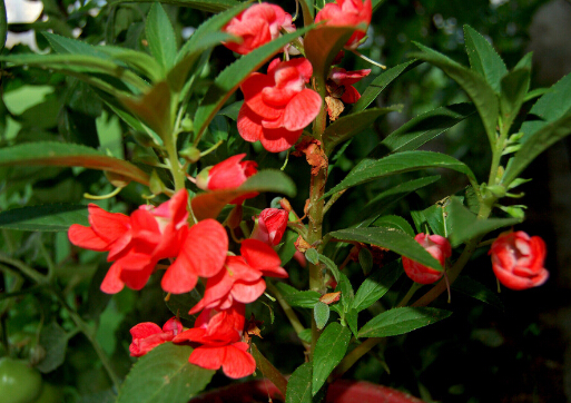 鳳仙花對家居環(huán)境的影響-鳳仙花的風(fēng)水學(xué)應(yīng)用