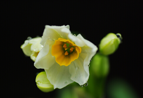 水仙花對家居環(huán)境的影響-水仙花的風(fēng)水學(xué)應(yīng)用