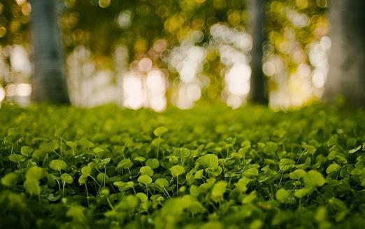 小心植物“報(bào)復(fù)” 植物也會(huì)吃醋