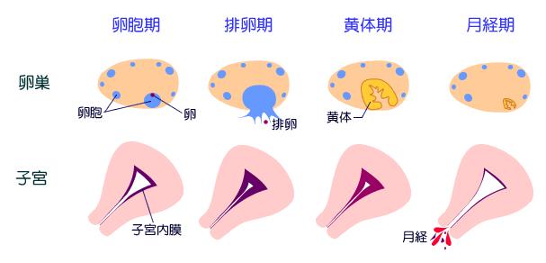 月經(jīng)