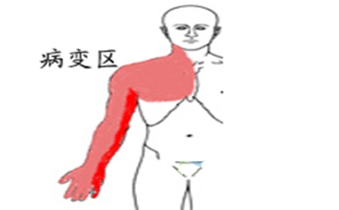 胸廓