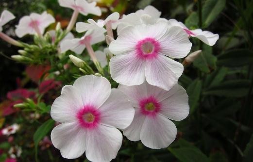 鳳仙花的介紹-鳳仙花的養(yǎng)殖方法