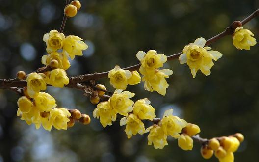 臘梅的介紹-臘梅對(duì)家居環(huán)境的影響