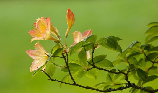 杜鵑花怎么種植？科學(xué)養(yǎng)殖杜鵑花的方法