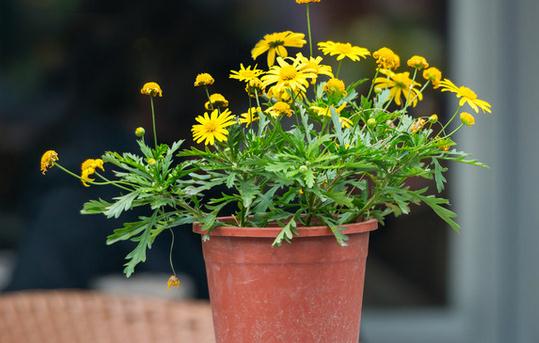 基質(zhì)栽培定植后如何管理？