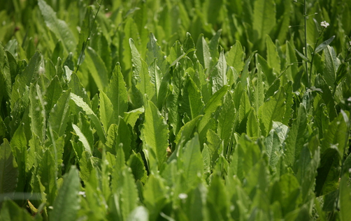 野菜不可亂吃 這些野菜可致死