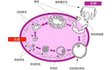 【排卵】排卵期癥狀_排卵期同房不孕原因_排卵期計算_排卵試紙怎么用