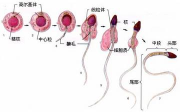 【精子】男人吃什么補精子_精子存活時間是多久_精子成活率正常值_精子發(fā)黃是怎么回事