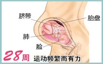 【懷孕28周】懷孕28周癥狀_懷孕28周胎兒變化_媽媽狀態(tài)_懷孕28周注意事項(xiàng)