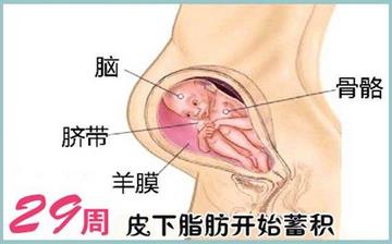 【懷孕29周】懷孕29周癥狀_懷孕29周胎兒變化_媽媽狀態(tài)_懷孕29周注意事項