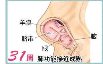 【懷孕31周】懷孕31周發(fā)育指標(biāo)_懷孕31周胎兒變化_媽媽狀態(tài)_懷孕31周注意事項(xiàng)