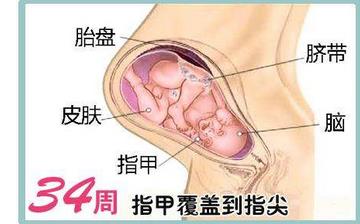 【懷孕34周】懷孕34周發(fā)育指標(biāo)_懷孕34周胎兒變化_媽媽狀態(tài)_懷孕34周注意事項(xiàng)