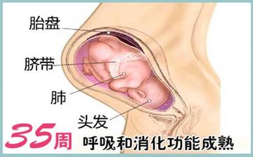 【懷孕35周】懷孕35周發(fā)育指標_懷孕35周胎兒變化_媽媽狀態(tài)_懷孕35周注意事項