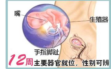 【懷孕12周】早孕12周癥狀_懷孕12周胎兒圖片_懷孕12周吃什么補身體