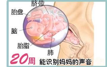 【懷孕20周】懷孕20周癥狀_懷孕20周胎兒圖片_B超數(shù)據(jù)_懷孕20周吃什么補(bǔ)身體