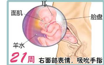 【懷孕21周】懷孕21周癥狀_懷孕21周胎兒圖片_B超數(shù)據(jù)_懷孕21周吃什么補(bǔ)身體