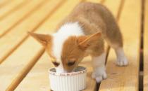 有關幼犬的飲食法則 狗狗用餐順序的訓練方法