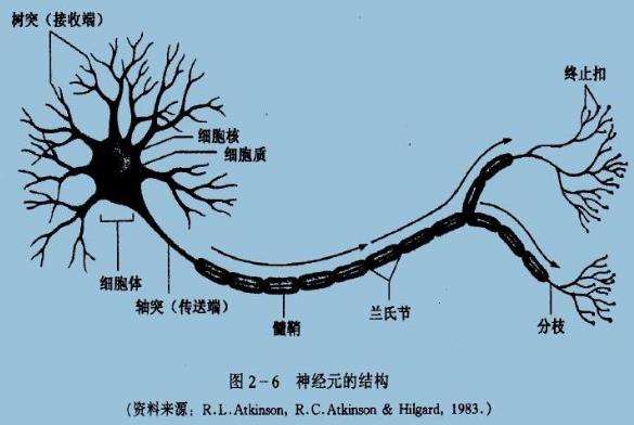 為什么你不記得嬰幼兒時(shí)期發(fā)生的事情？記憶會(huì)一直保留到離開人世嗎